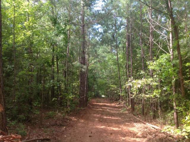 30+/- Acres Beautiful Hardwoods : Goodwater : Coosa County : Alabama