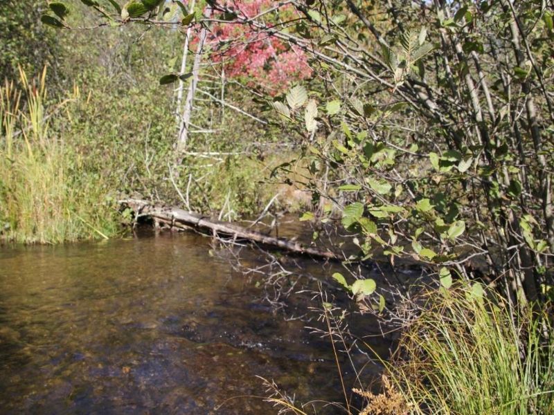 Pigeon River Hunting Property : Gaylord : Otsego County : Michigan