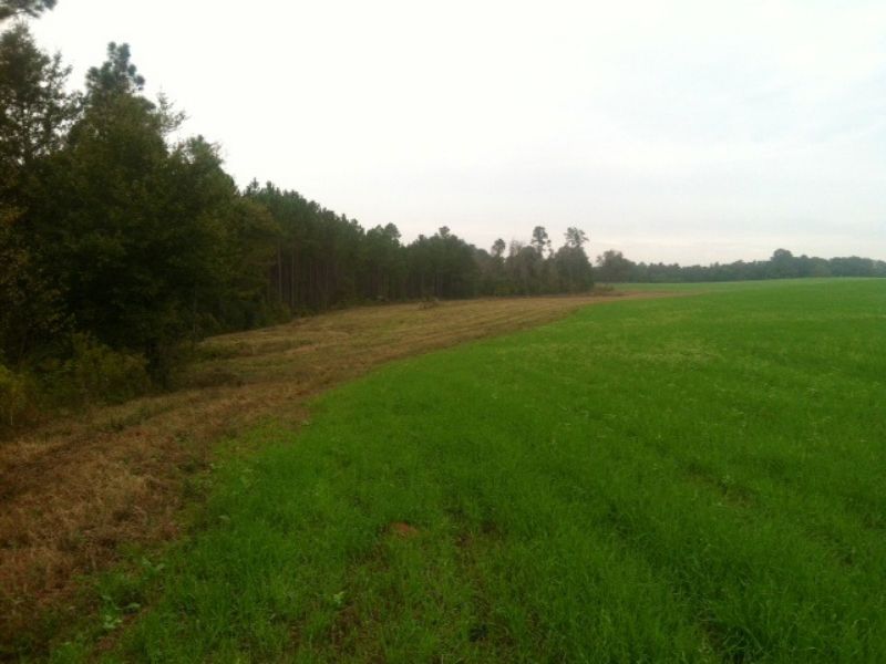 Timber, Row Crops, Ponds, and Cabin : Abbeville : Wilcox County : Georgia