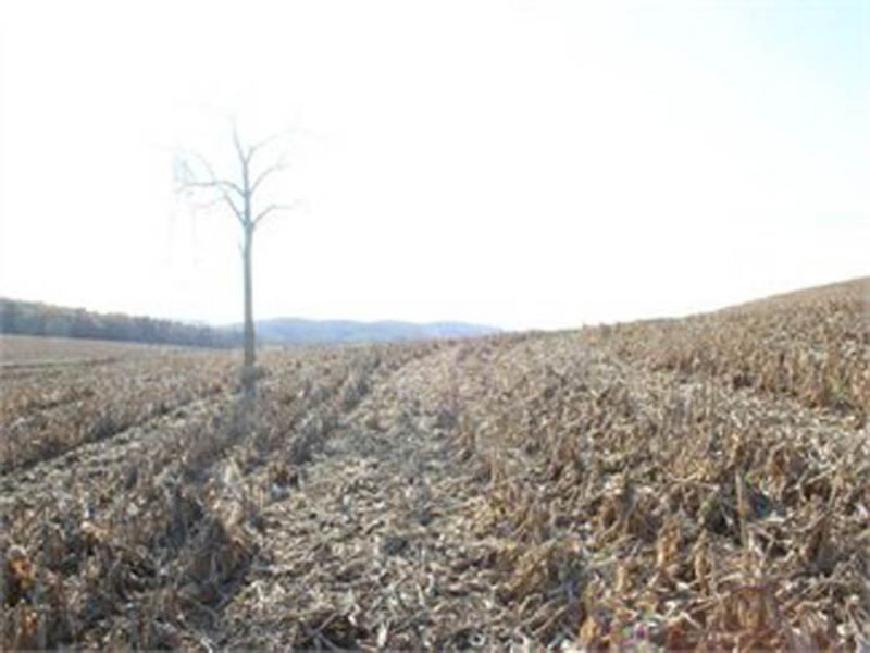 6.723 Acres - Orchard Drive : Bloomsburg : Columbia County : Pennsylvania