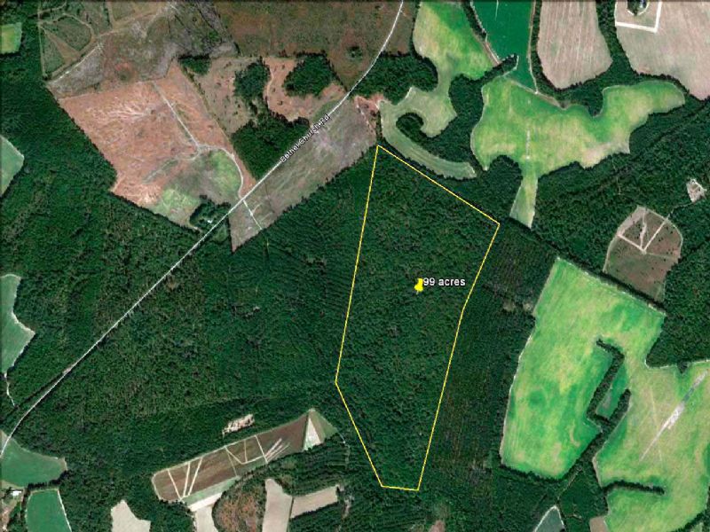 Low Country Hunting Land 99 Acres : Sycamore : Allendale County : South Carolina
