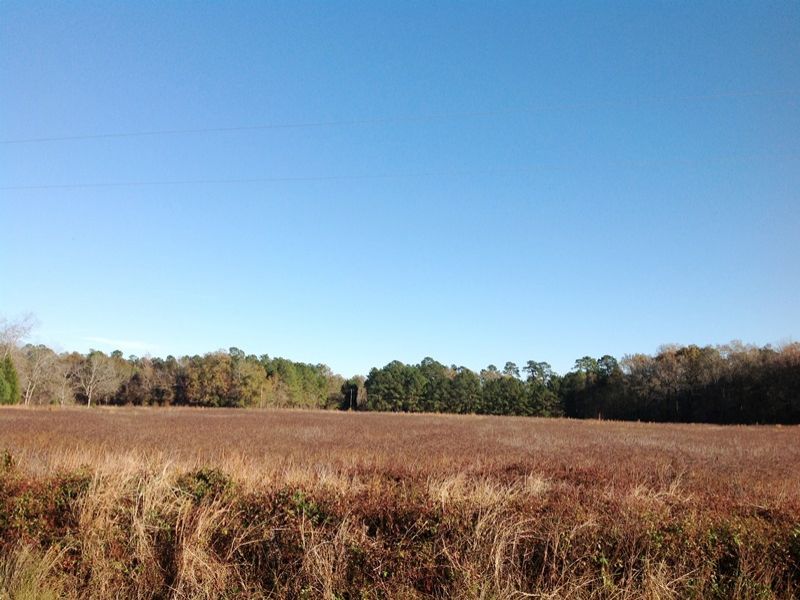 Country Homesite Or Mini-farm : Coward : Florence County : South Carolina