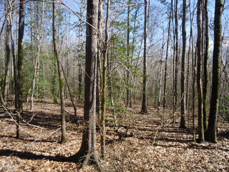 Super Hunting / Timber Combo Tract : Allentown : Wilkinson County : Georgia