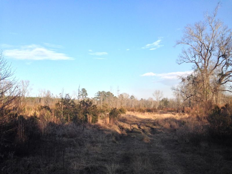 Bowers Tract : Ridgeland : Jasper County : South Carolina