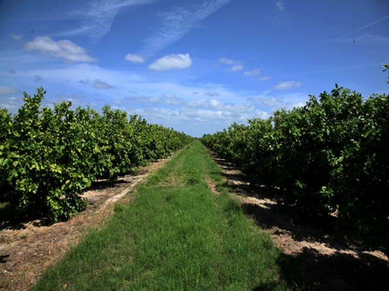 Auction 2,884 Acres in 13 Tracts : Port Saint Lucie : Saint Lucie County : Florida