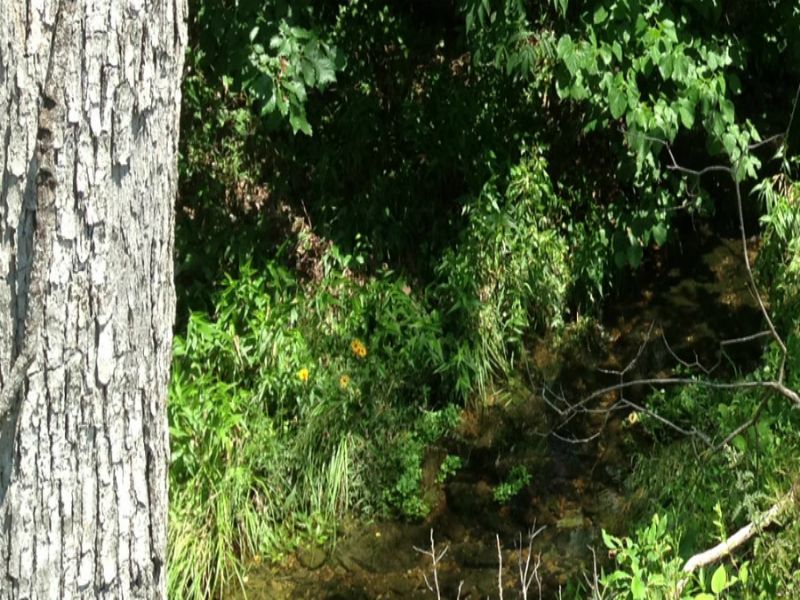 17 Acres with Creek for $500 Down : Hartville : Wright County : Missouri