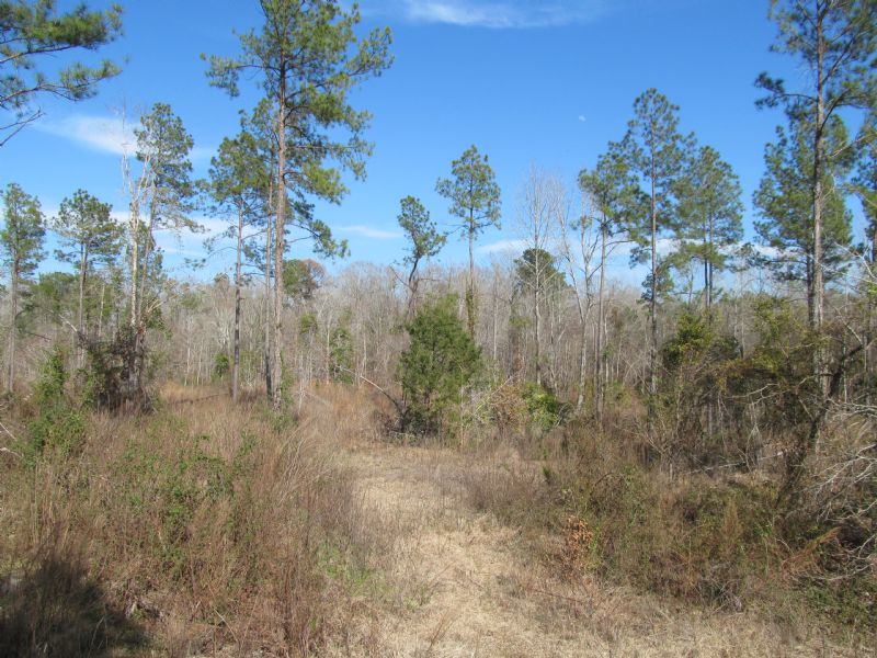 Create The Ideal Hunting Camp : Chatham : Jackson Parish : Louisiana