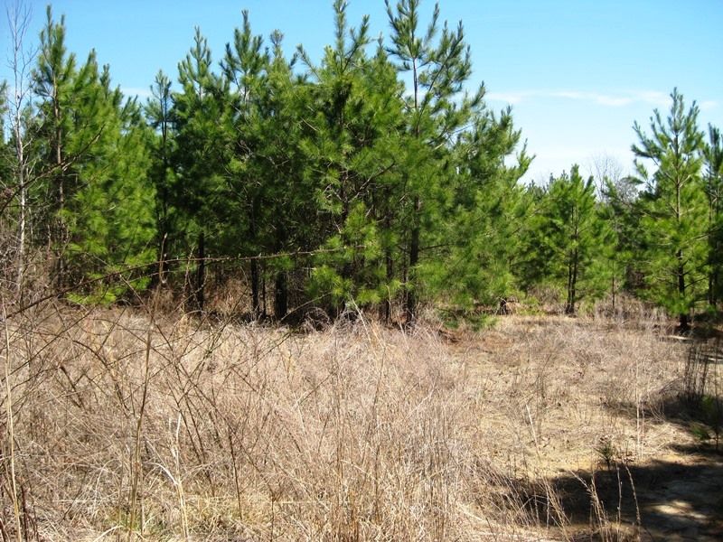 Recreational Timber Acreage : Pomaria : Newberry County : South Carolina
