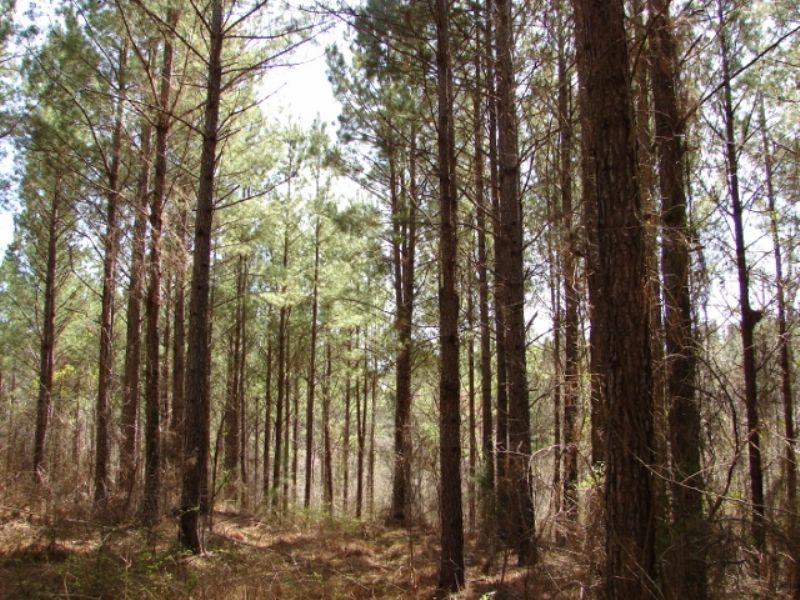 Pleasant Hunting, Timber, Homesite : Rockford : Coosa County : Alabama