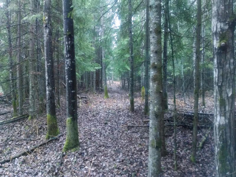 42 Flat Wooded Acres : Hillman : Montmorency County : Michigan