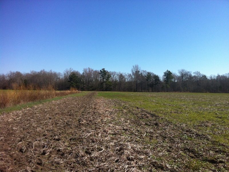 Recreational Farmland : Lynchburg : Sumter County : South Carolina