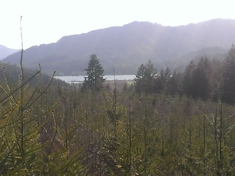 Trees & Triangle Lake Views : Blachly : Lane County : Oregon