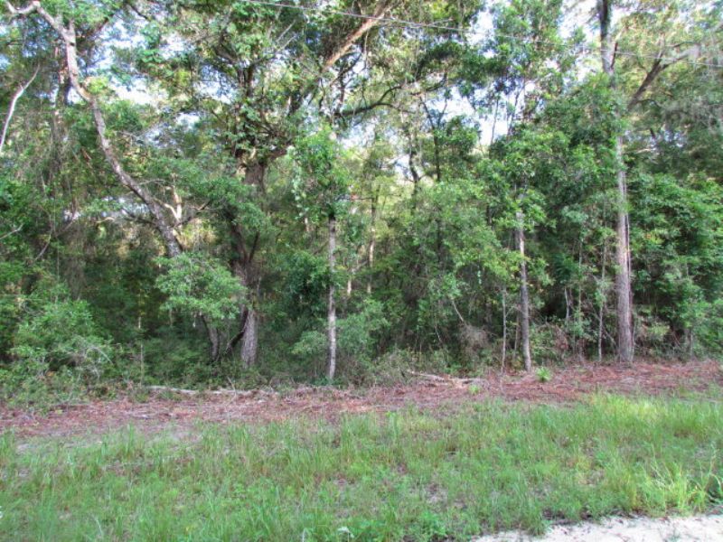 Nice Wooded 4.19 Acre Lot : Chiefland : Levy County : Florida