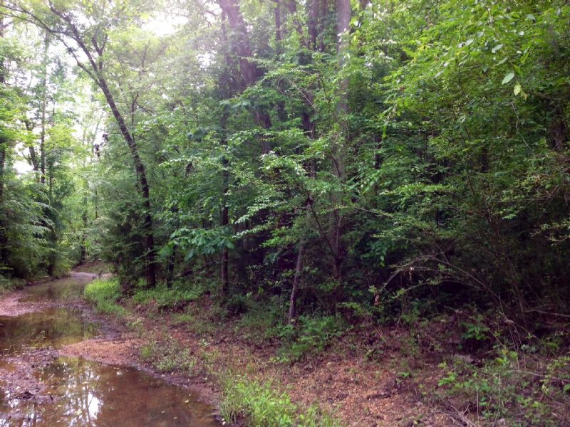 Recreational Timberland : Grove Hill : Clarke County : Alabama