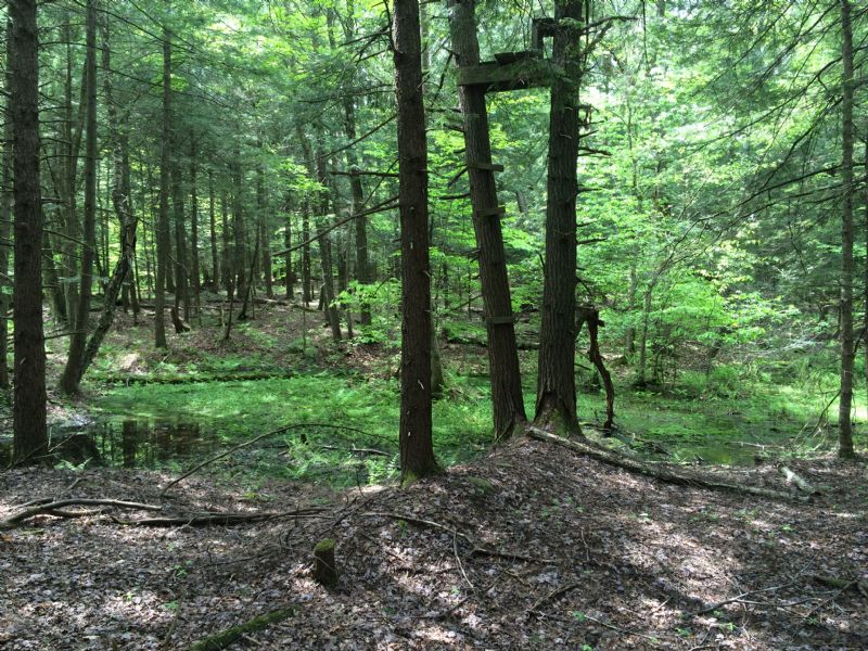 Hemlock Ridge - Timber Investment : Camden : Oneida County : New York
