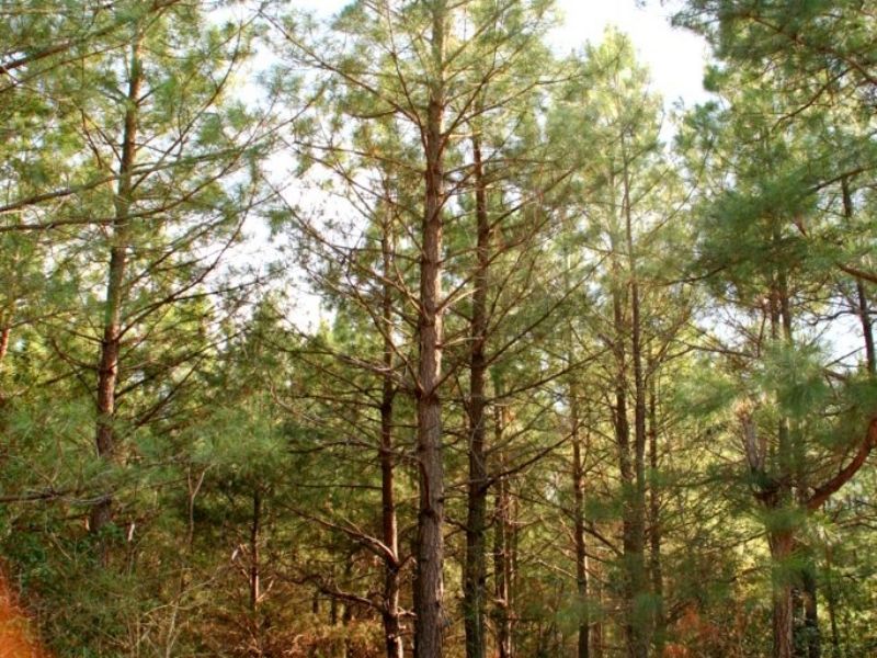 14.1 Wooded Acres W/ Previous Perk : King William : King William County : Virginia