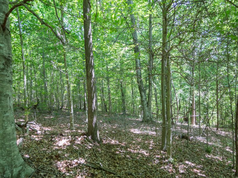 26 Acres Wooded Property W/ Stream : Walhalla : Oconee County : South Carolina