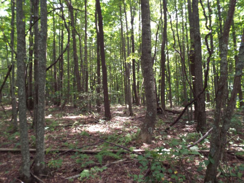 Straight Fork Forest : Fort Blackmore : Scott County : Virginia