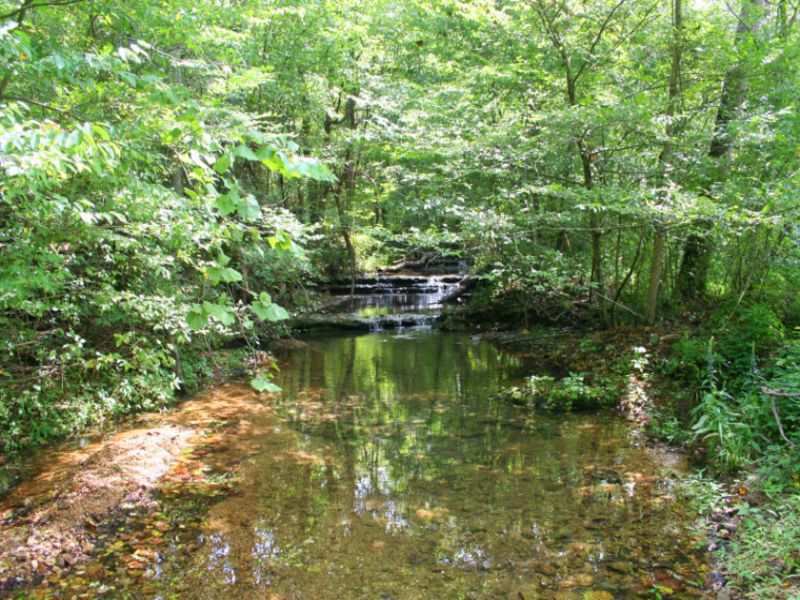 89 Acres with Creek and Good Timber : Santa Fe : Maury County : Tennessee