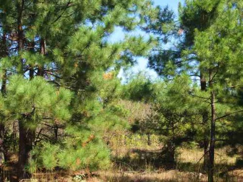 103 Acres Of Hunting Land : Antlers : Pushmataha County : Oklahoma