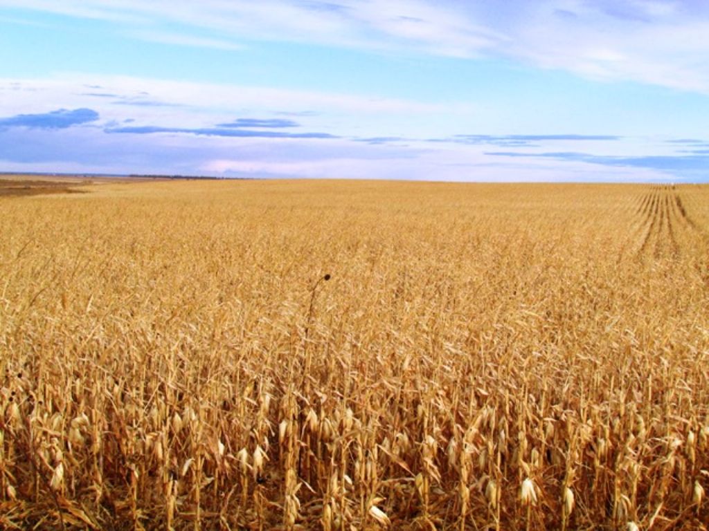2000 Acres Farm and Grassland : Holabird : Hyde County : South Dakota