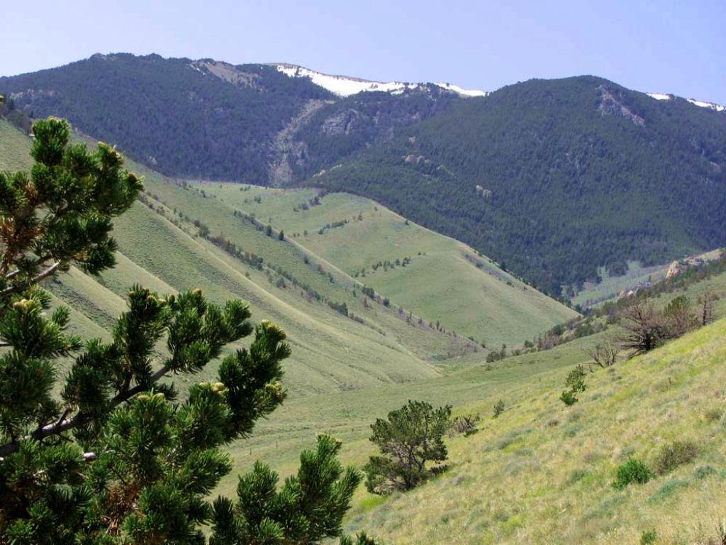 20 Acres Bordering National Forest : Belfry : Carbon County : Montana
