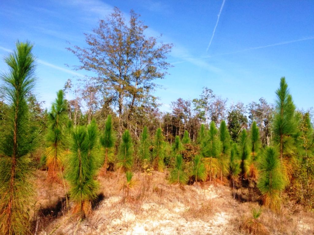 Recreational Timber Investment : Vinegar Bend : Washington County : Alabama