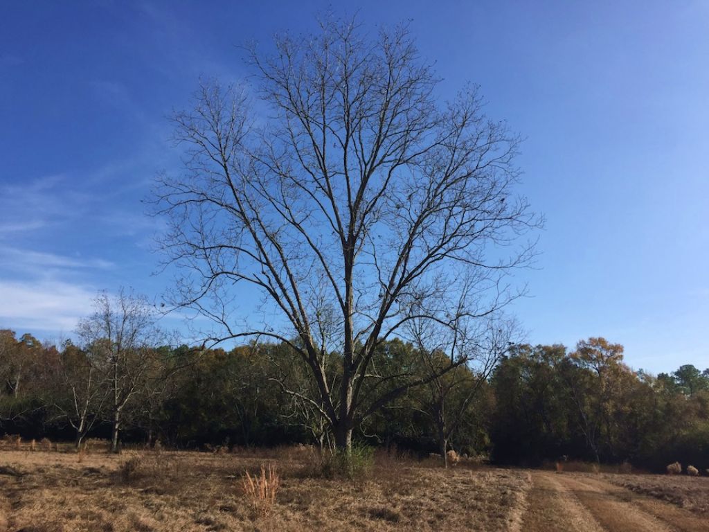 Sizemore Creek Tract : Atmore : Escambia County : Alabama