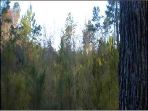 20 Acres Undeveloped Land : Duck Hill : Grenada County : Mississippi