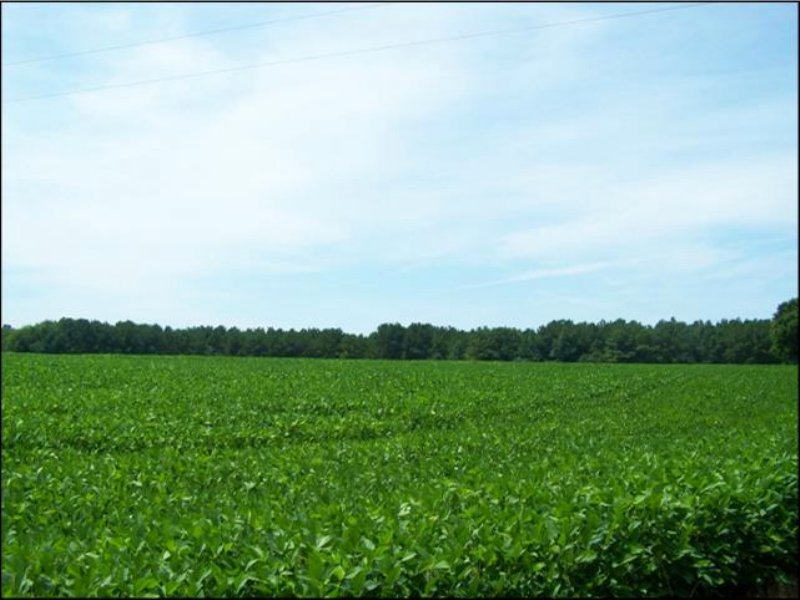 39 Acres Development Land : Amory : Monroe County : Mississippi