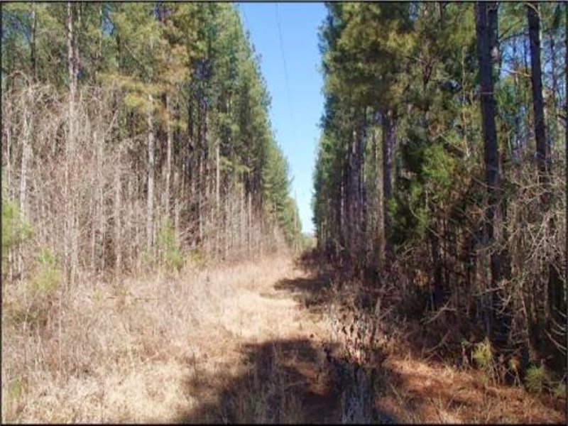 147 Acres Plantation Land, Timber : Coffeeville : Grenada County : Mississippi