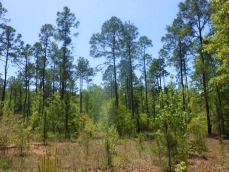 Timber Investment & Rec. Tract : Deatsville : Autauga County : Alabama