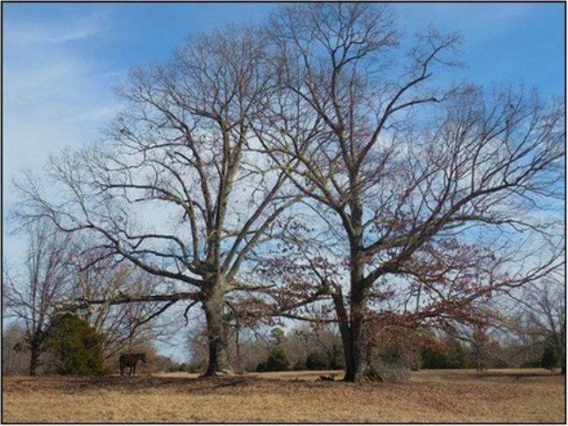 54.13 Acres Hunting Land, Fishing : Como : Lafayette County : Mississippi
