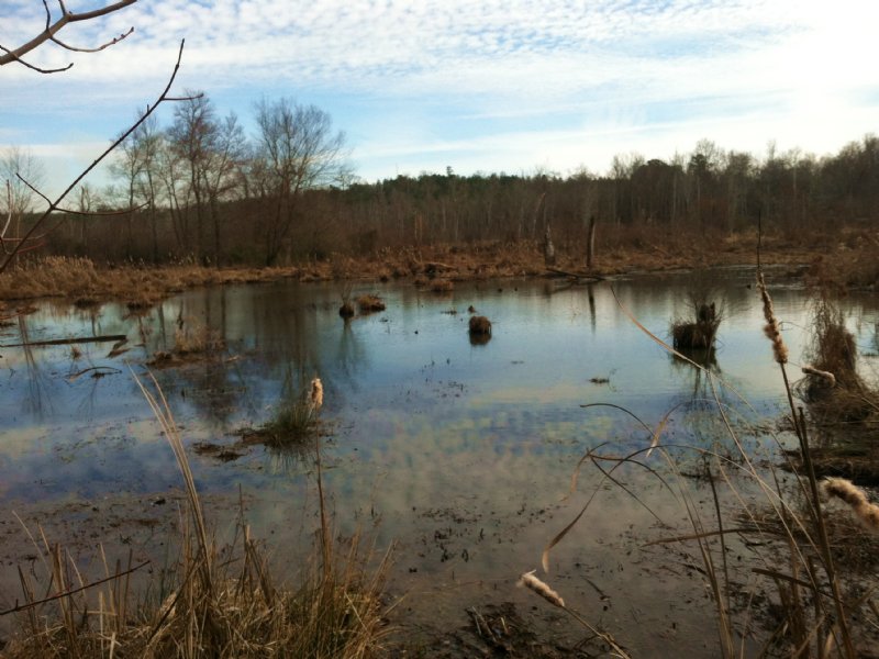 Duck Hunting At Newford Creek : Washington : Wilkes County : Georgia