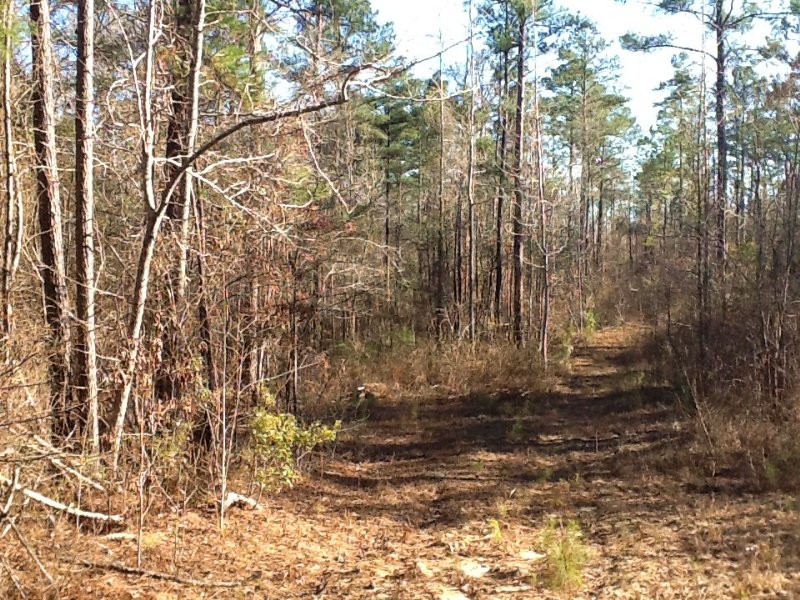 Old Merriwether Trail Tract : Lapine : Crenshaw County : Alabama