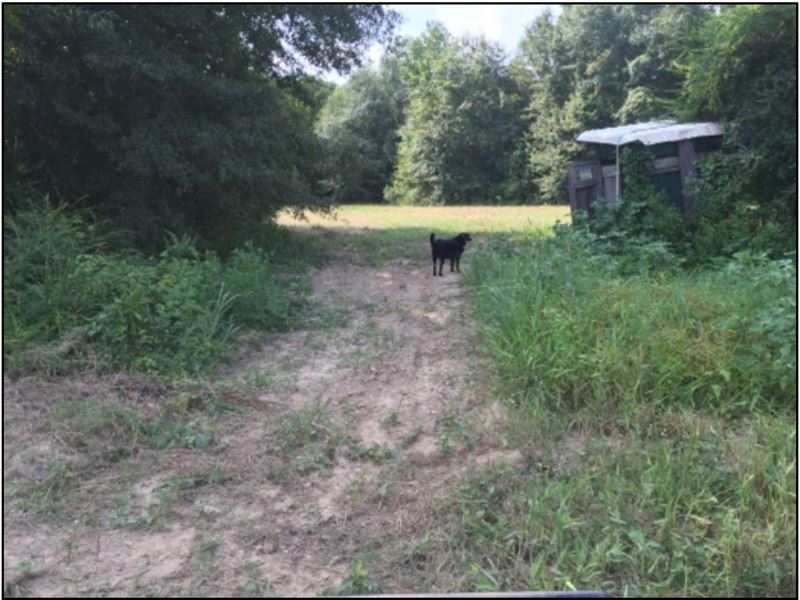 245 Acres in Carroll County in Vaid : Vaiden : Carroll County : Mississippi