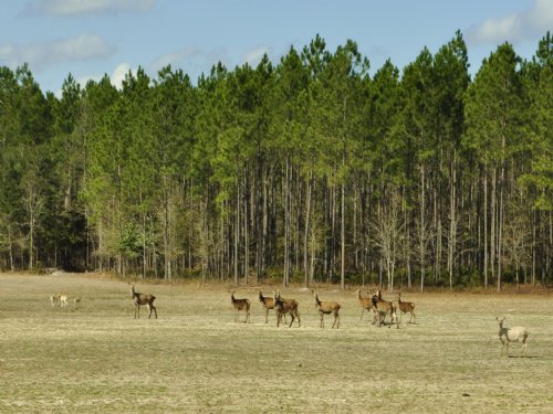 Gum Creek Preserve - Offered with E : Greenville : Madison County : Florida