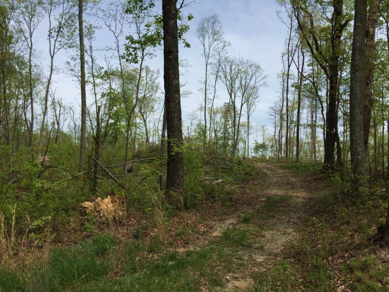 10+/- Acres Wooded Lot : Sequatchie : Marion County : Tennessee