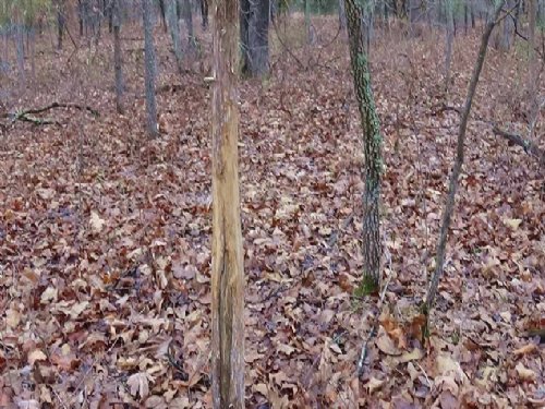 303 Acres Of Timber Land : Climax Springs : Camden County : Missouri