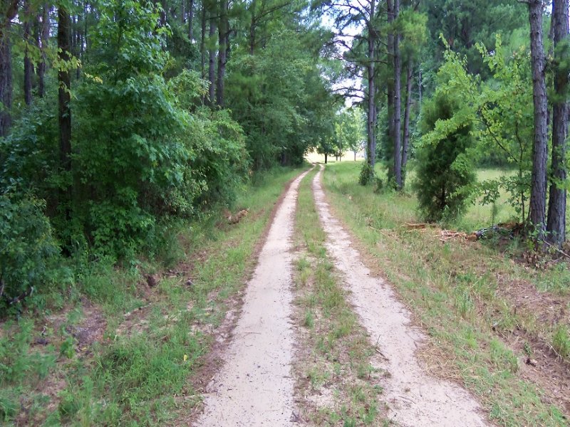 Acreage, Timber, Homesite : Clayton : Barbour County : Alabama