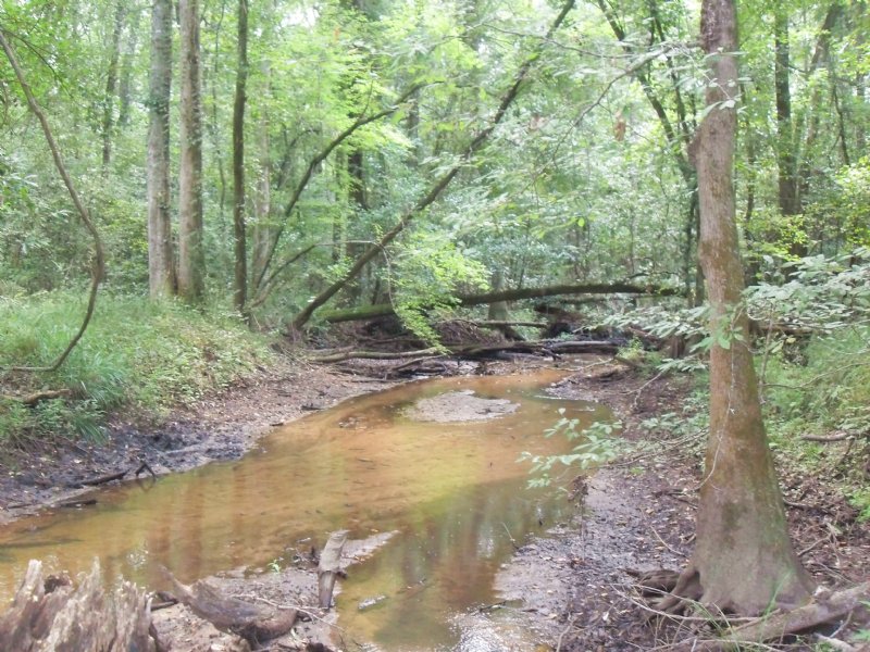 Two Awesome Creeks : Parrott : Randolph County : Georgia