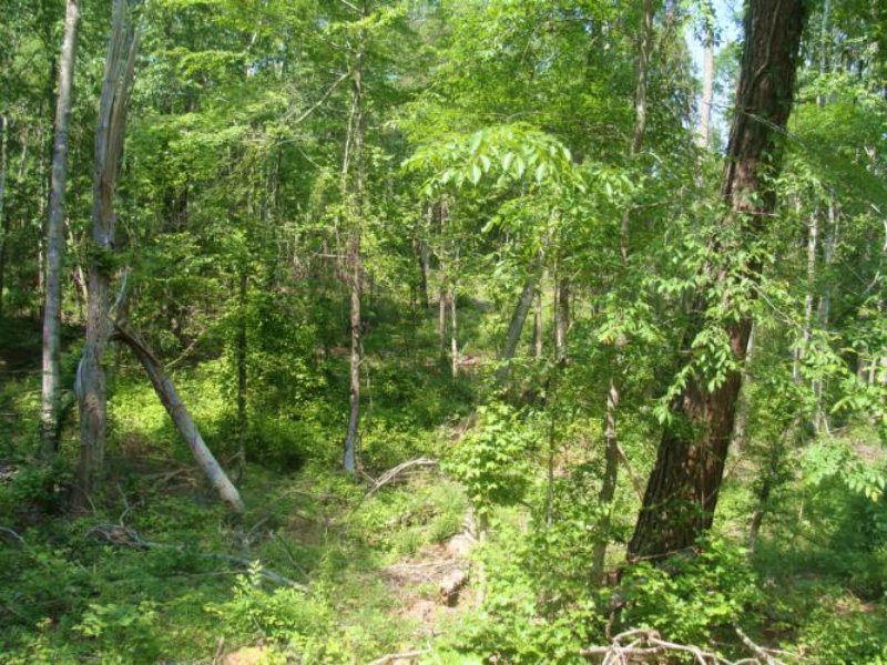 20 Acres Hunting Land, Timber : Raymond : Hinds County : Mississippi