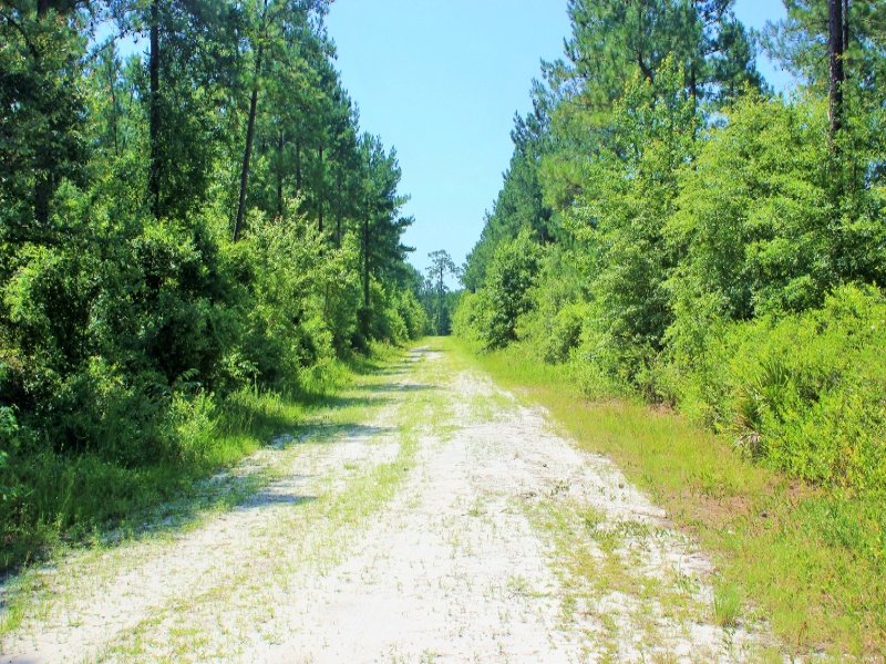 Large Acre Timber Investment : Townsend : McIntosh County : Georgia
