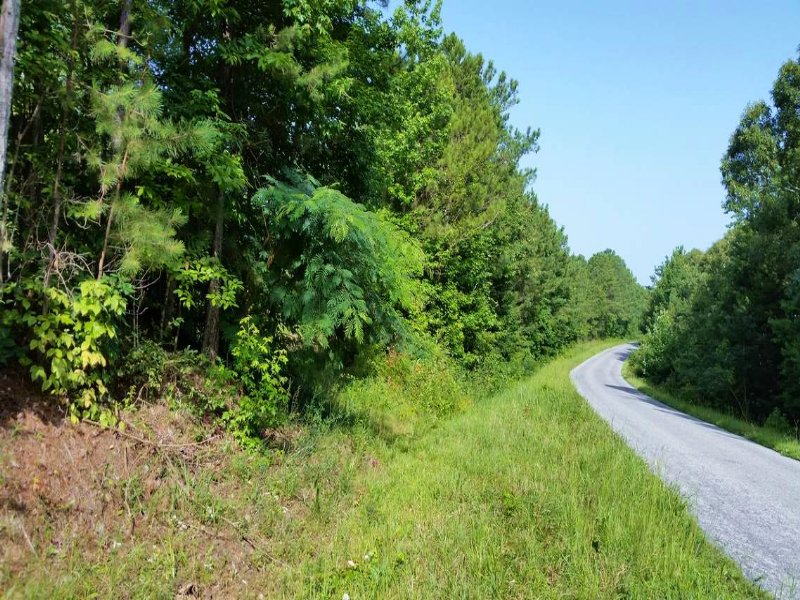 62+/- Acres Undeveloped Land : Goldville : Clay County : Alabama