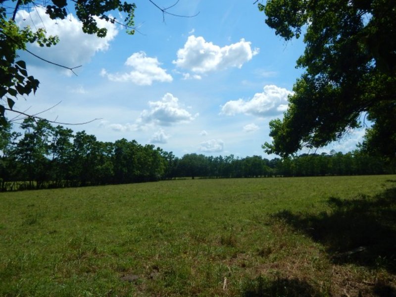 24.00 Acres Pasture Land : Amite City : Tangipahoa Parish : Louisiana