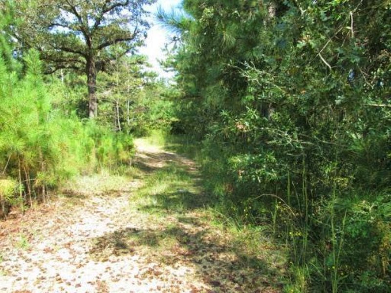36 Acres Hunting Land, Timber : Purvis : Lamar County : Mississippi