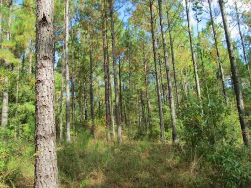 1255 Acres Hunting Land, Timber : Lucedale : George County : Mississippi