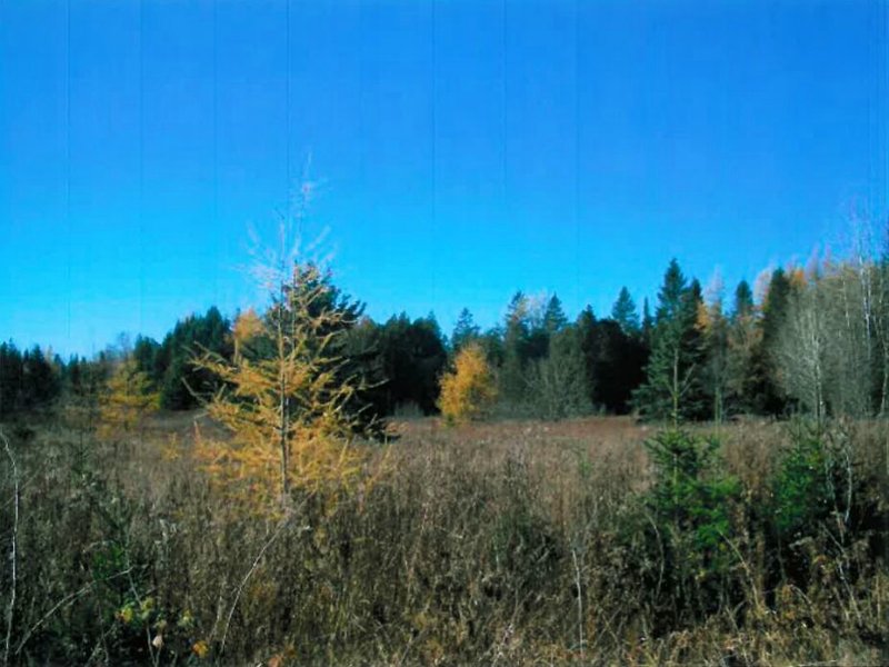 48+/- Acre Land for Sale : Woodland : Aroostook County : Maine