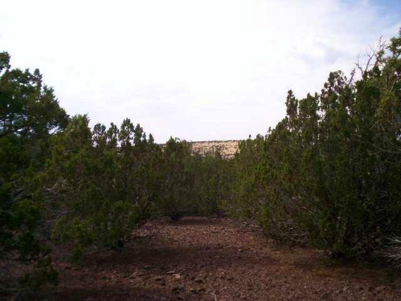 1.33 Acres - Show Low Pines Sub : Concho : Apache County : Arizona