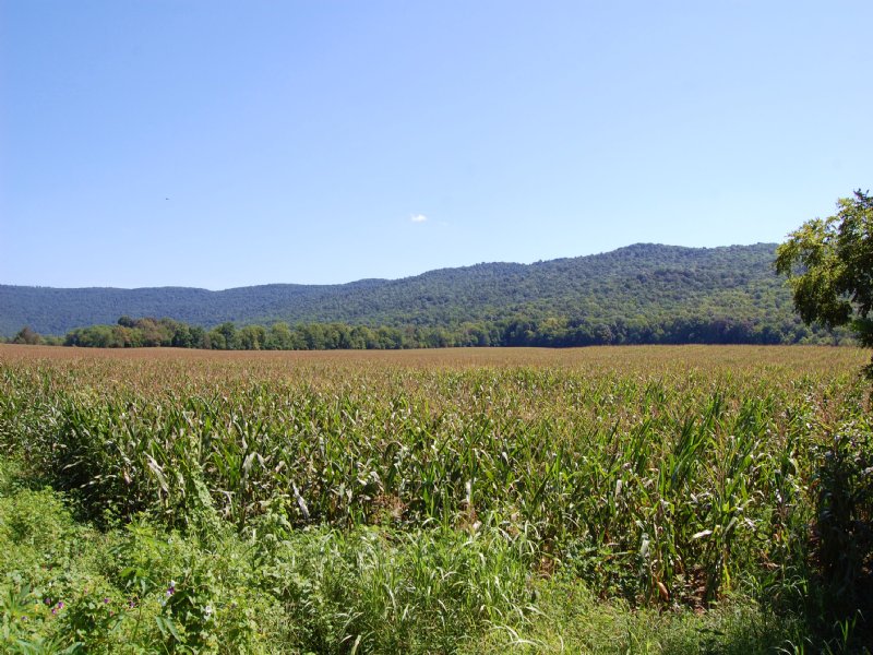 55+/- Acres Of Level Row Crop Land : Manchester : Coffee County : Tennessee